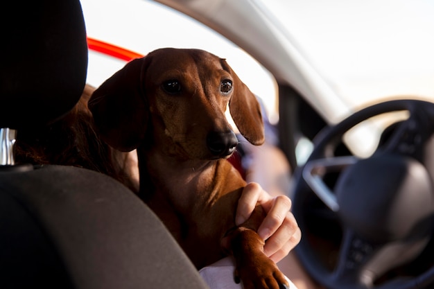 犬を保持している旅行者をクローズアップ