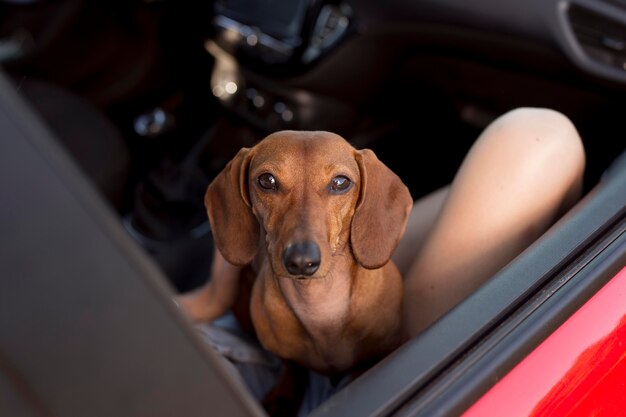 車の中でかわいい犬と一緒に旅行者をクローズアップ