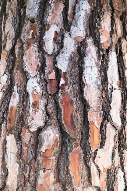 Free photo close-up tree bark texture