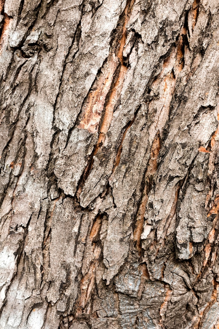 ฟรี Photo close-up of tree bark