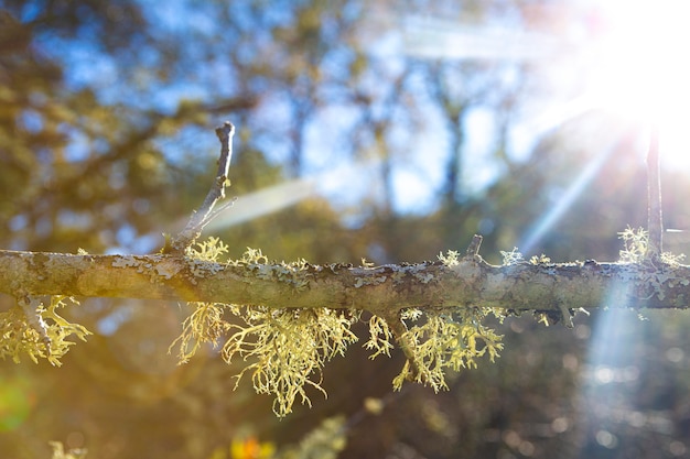 Close up tree branches