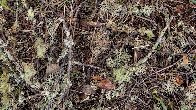 Close up tree branches