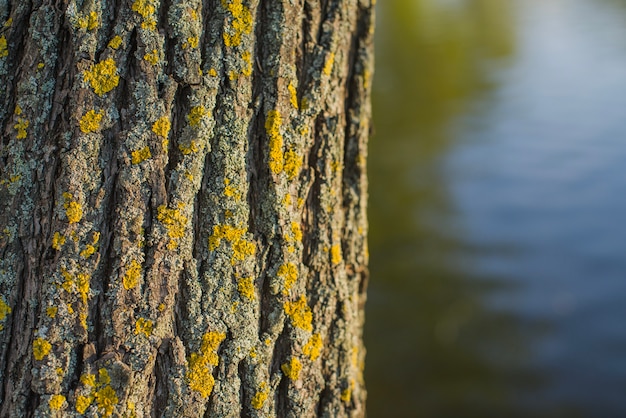 Close-up of a tree trunk with lake background