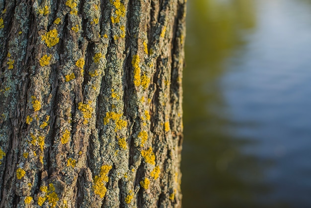 호수 배경으로 나무 줄기의 클로즈업