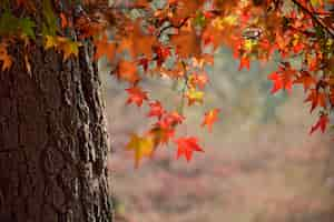 Free photo close-up of tree trunk with leaves in warm colors