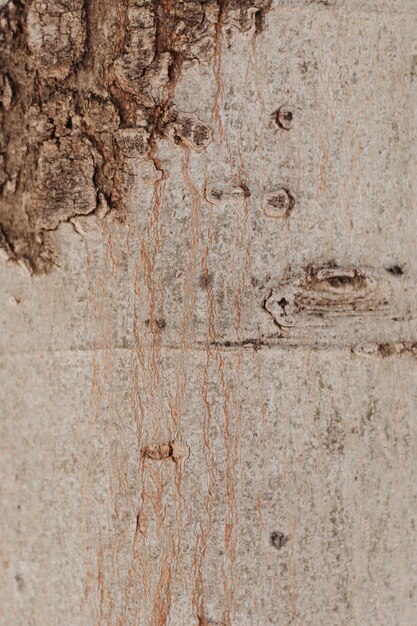 Close-up of tree trunk