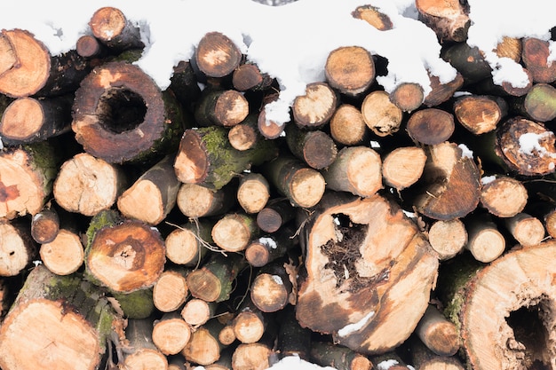 Close-up of tree trunks covered in snow