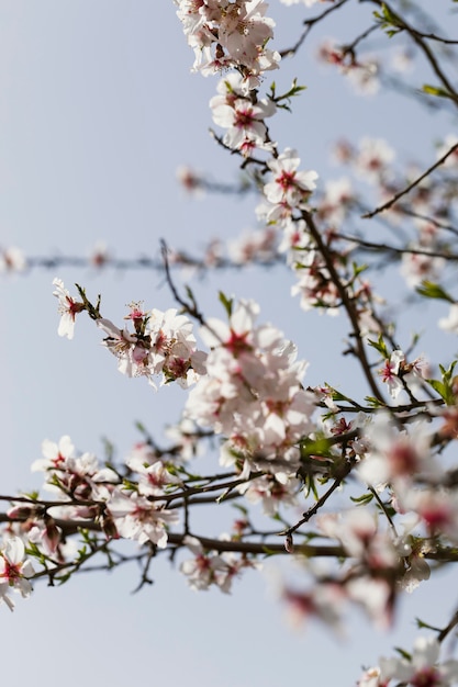 Close up trees branches with blooming flowers