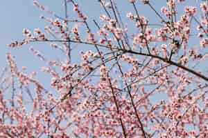 Free photo close up trees branches with blooming flowers