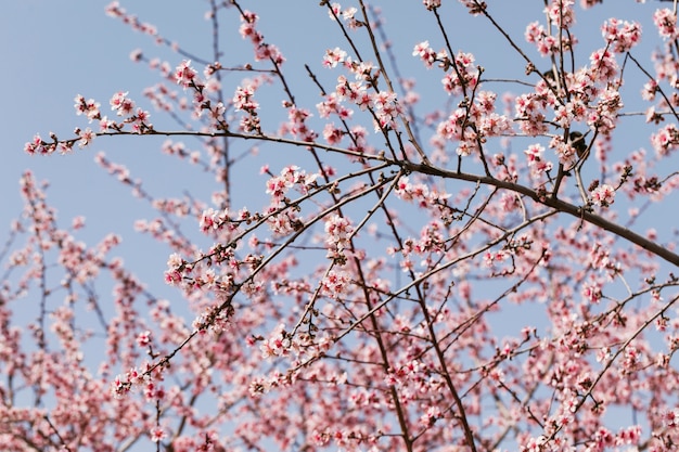 Close up trees branches with blooming flowers