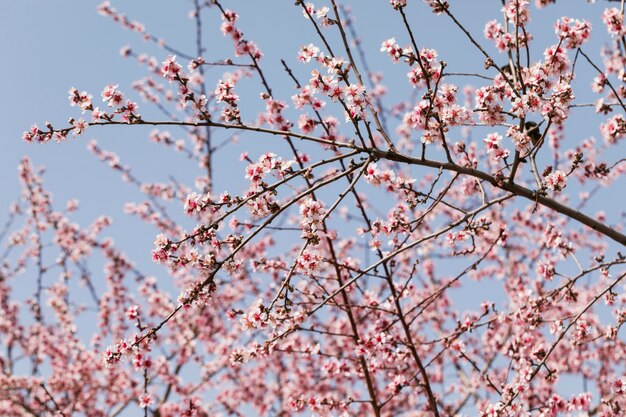 Close up trees branches with blooming flowers