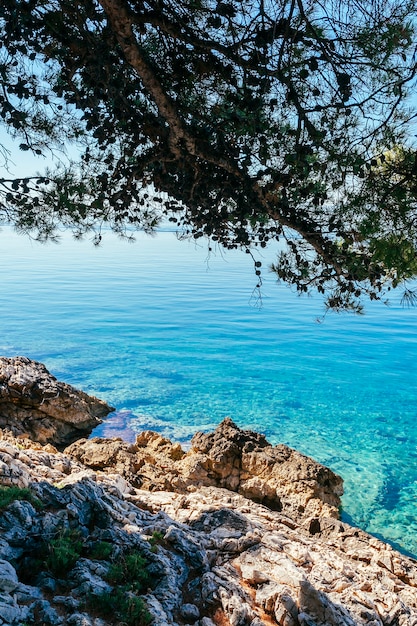 Foto gratuita primo piano degli alberi sopra il lago calmo