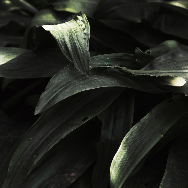 Free photo close-up tropical grass blades