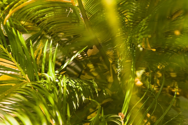 Close up of tropical leaves