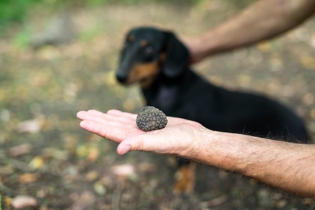 手にトリュフのキノコとすべてのクレジットを取るバックグラウンドで訓練された犬のクローズアップ