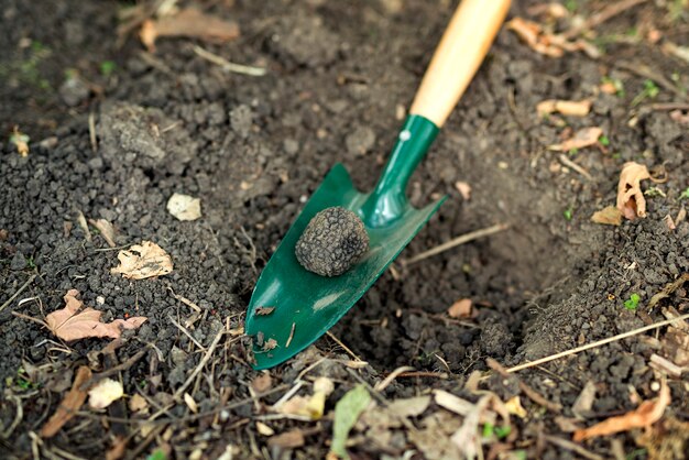 Close up of truffle mushroom and shovel in forest