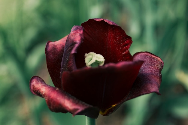 春の間にチューリップの花のクローズアップ