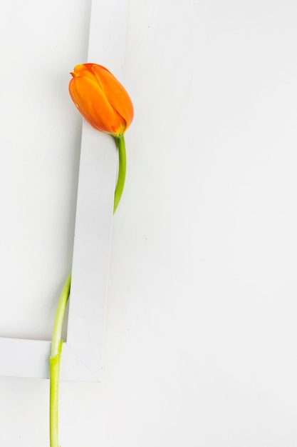 Close-up of tulip flower on white border frame