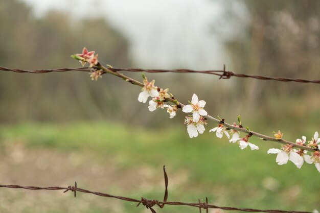 Close-up of twig in bloom with wire background