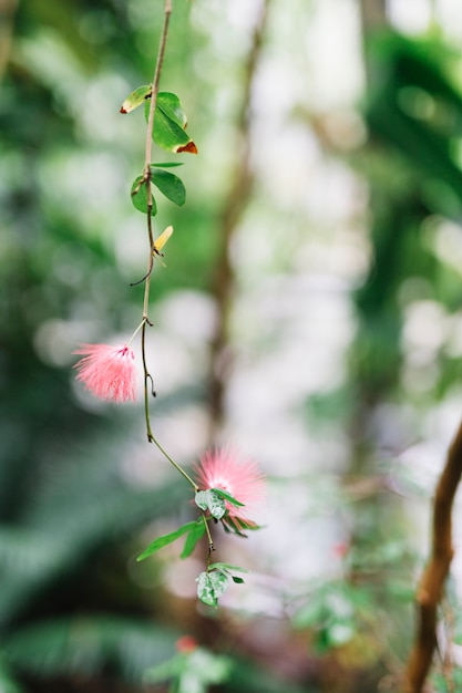 Close-up of twig of calliandra haematocephala; commonly named red powder puff