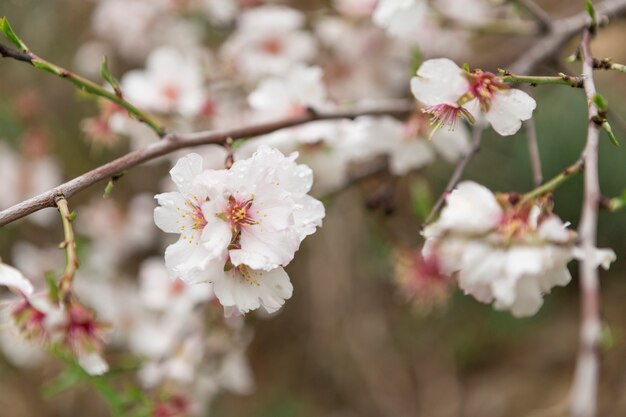 キュートなアーモンドの花と小枝のクローズアップ