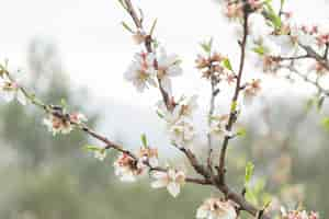 Free photo close-up of twigs in bloom and sky background