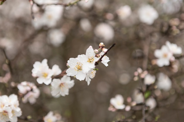 Close-up of twigs in bloom with unfocused background