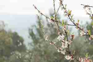 Foto gratuita primo piano del ramoscelli con fiori di mandorlo