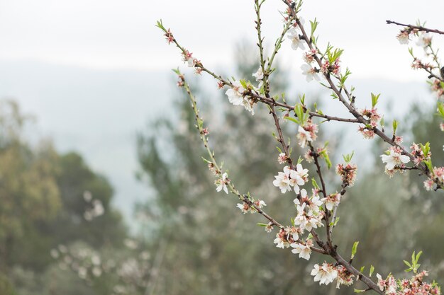 アーモンドの花と小枝のクローズアップ