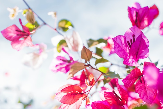 Close-up of twigs with flowers and leaves