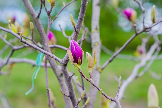 紫色の芽を持つ小枝のクローズアップ