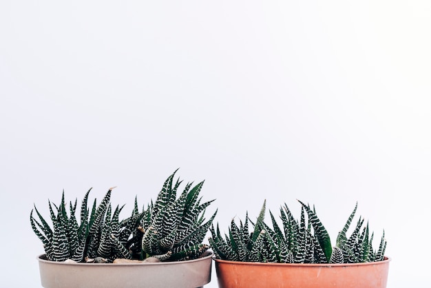 Close-up of two fasciated haworthia potted plants