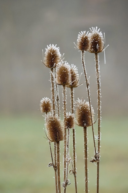 "Close-up unusual plants"