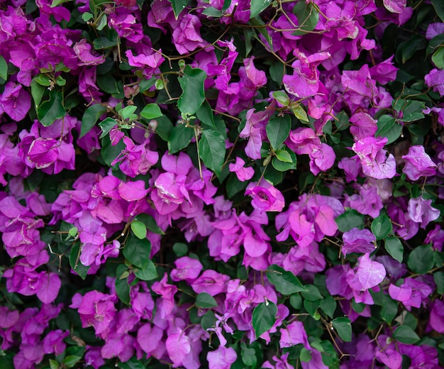 Close-up of a variegated bush with lilac leaves. Exotic plants of Egypt.