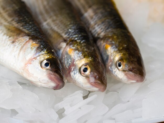 Close-up variety of mackerels on ice cubes