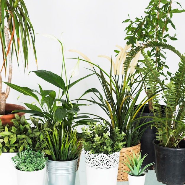 Close-up of various fresh potted plants