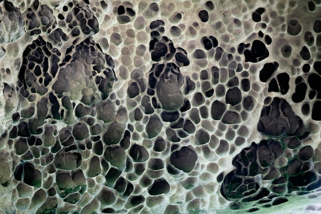 Close up on various types of mold in nature