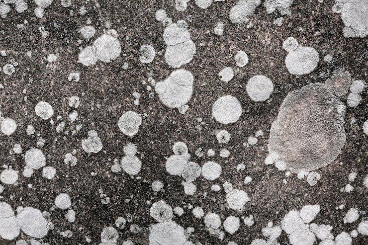Free Photo close up on various types of mold in nature