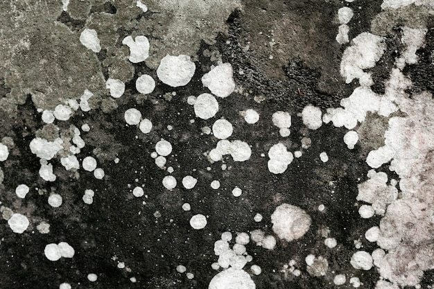 Close up on various types of mold in nature
