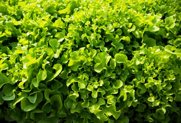 Close up of vegetable plant leaves