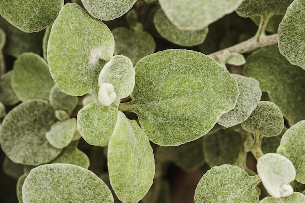 Close-up of vegetation leaves