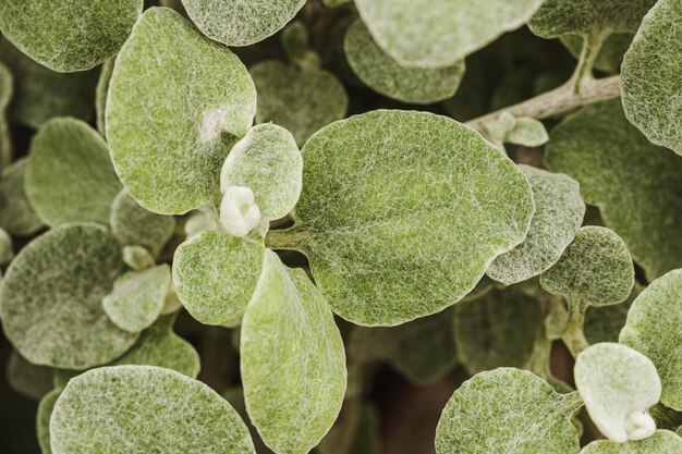 植生の葉のクローズアップ