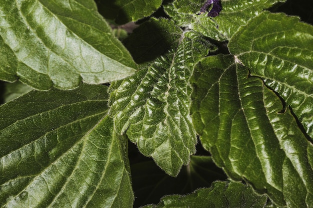 Close-up di foglie di vegetazione