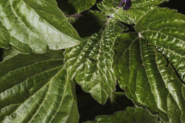 Close-up of vegetation leaves