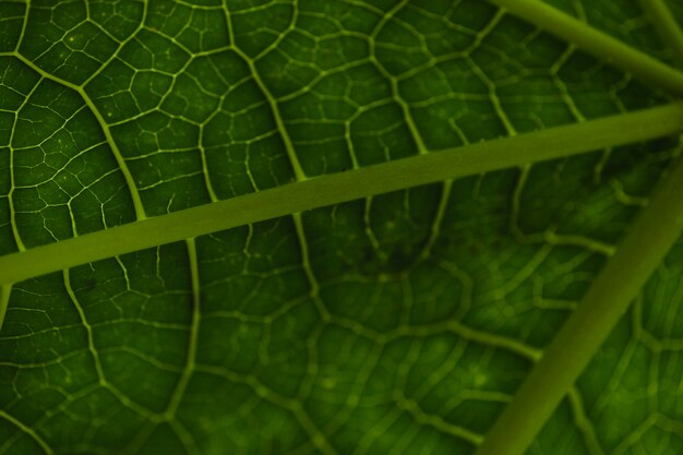 Close-up veins and patterns on leaf