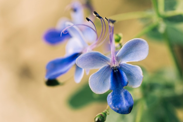 Primo piano di verbenaceae clerodedron ugadanse