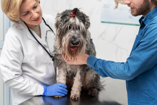 犬をチェックする獣医をクローズアップ