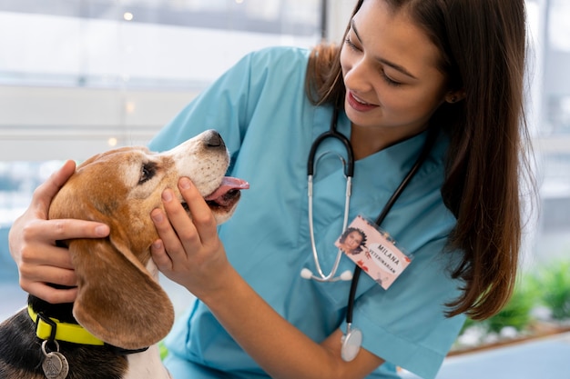 close up veterinarian checking dog