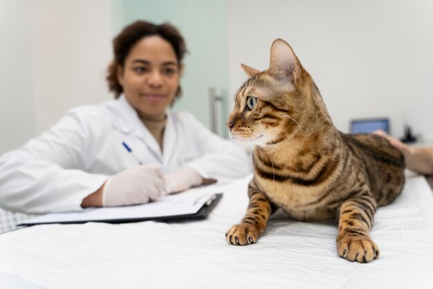 close up veterinarian filling document