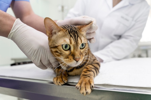 Крупным планом ветеринар помогает милой кошке